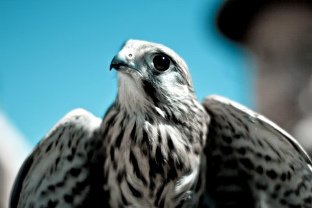 Black And White Colored Hawk