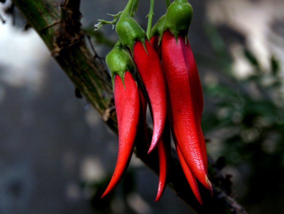 Kaka Beak NZ Flower