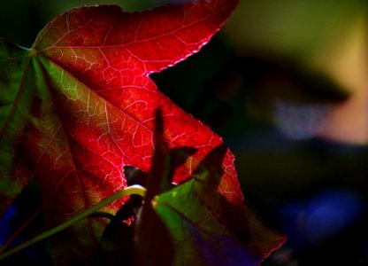 Autumn Colours photo