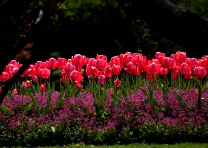 Bed Of Tulips