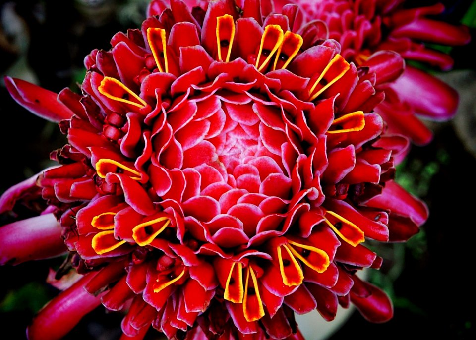 Rose De Porcelaine