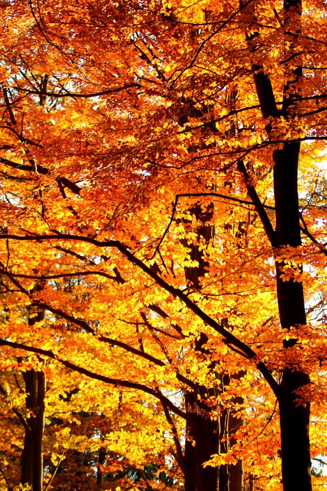 Fire Fall I