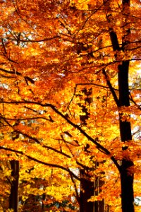 Fire Fall I