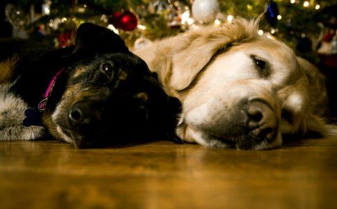 Dogs Under Christmas Tree