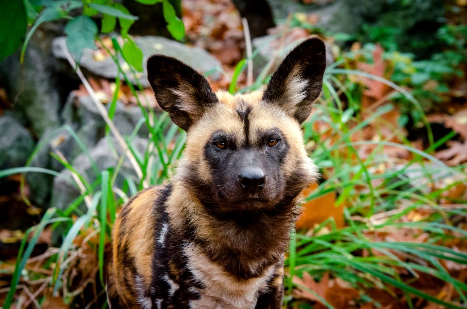 African Wild Dog