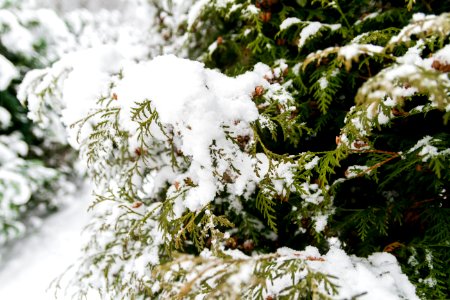 Pine Tree Branches With Snow