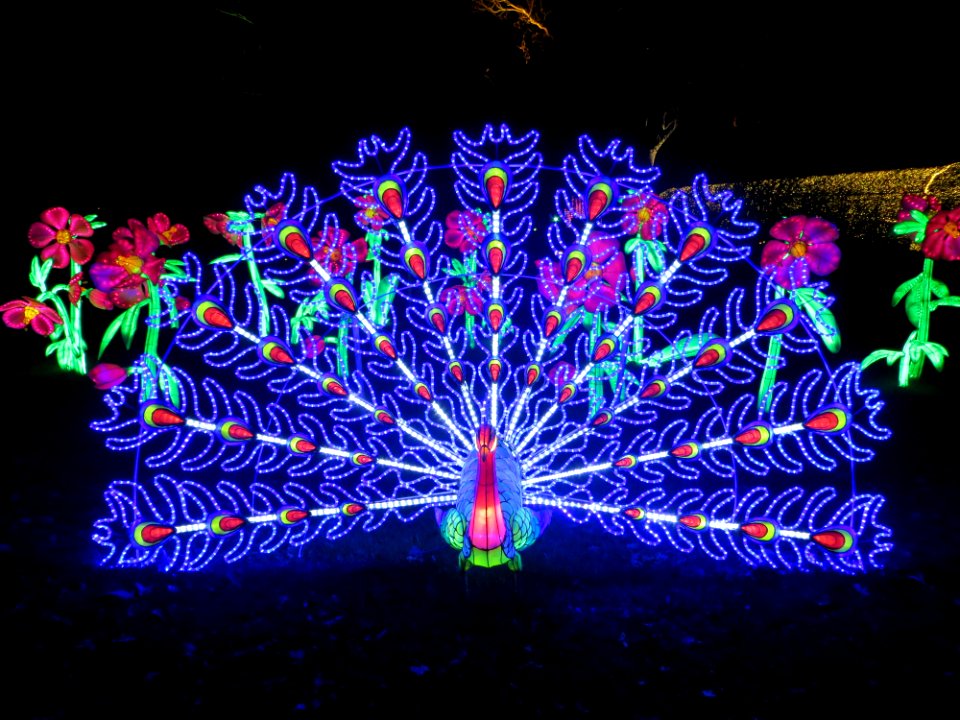 Kew Gardens Christmas