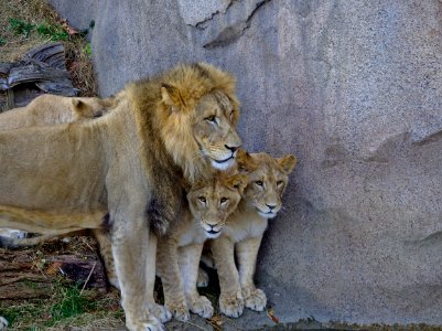 Carnivore Organism Felidae Terrestrial Animal