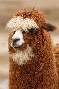 Alpaca llama curly photo