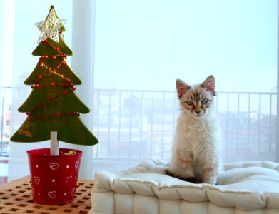A Very Tiny Xmas