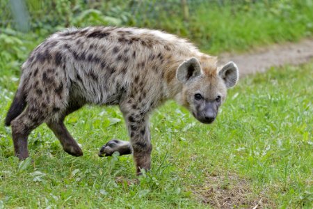 Gevlekte Hyena (Spotted Hyena) 001330 photo