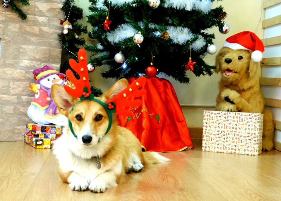 Xmas Doggie Buffet At Snouts