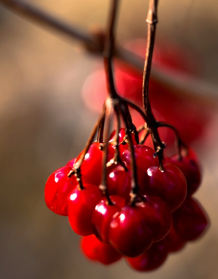 Viburnum Opulus
