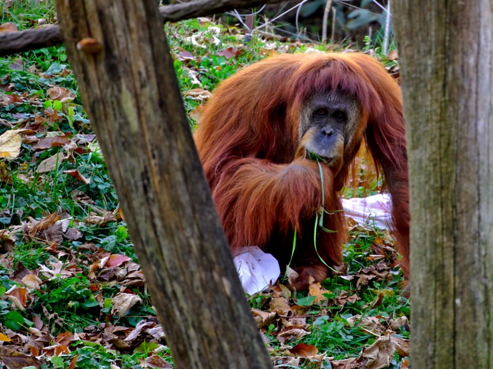 Wood Orangutan Liver Natural Material