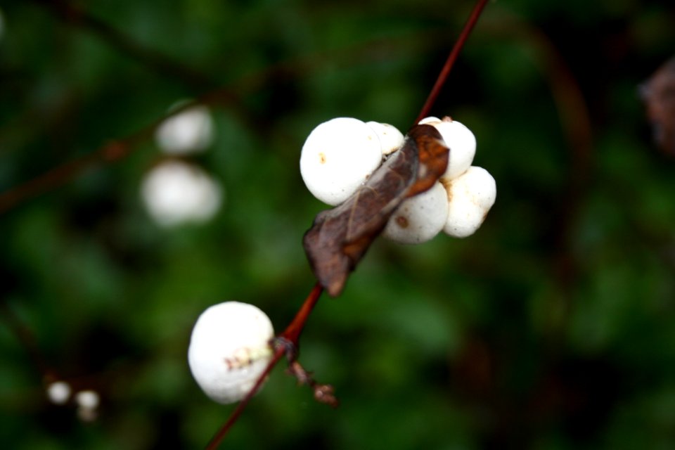 IMG7831