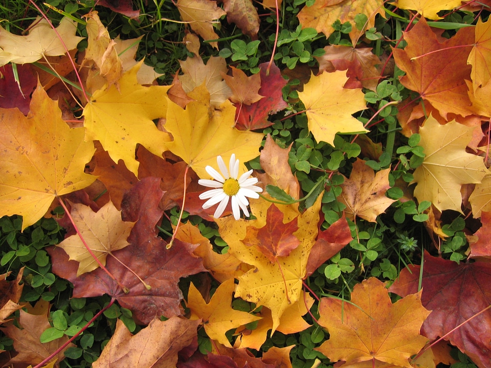 Colorful forest floor fall foliage