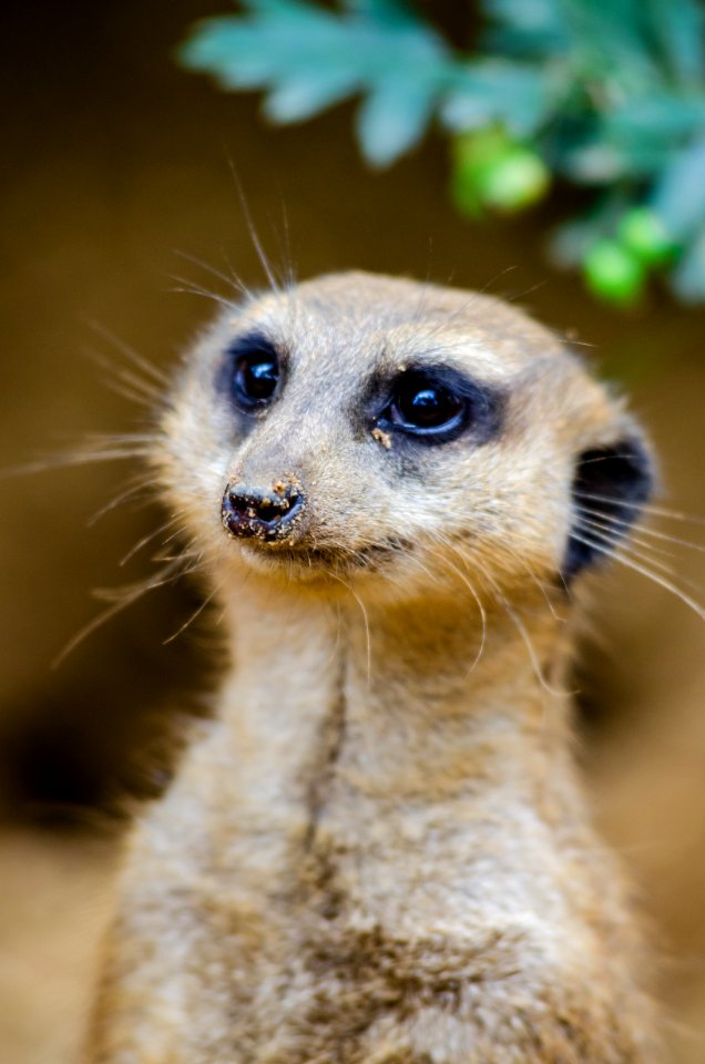 Meerkat Portrait