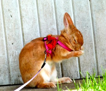 Kirby In The Garden