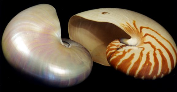 Chambered Nautilus Shells