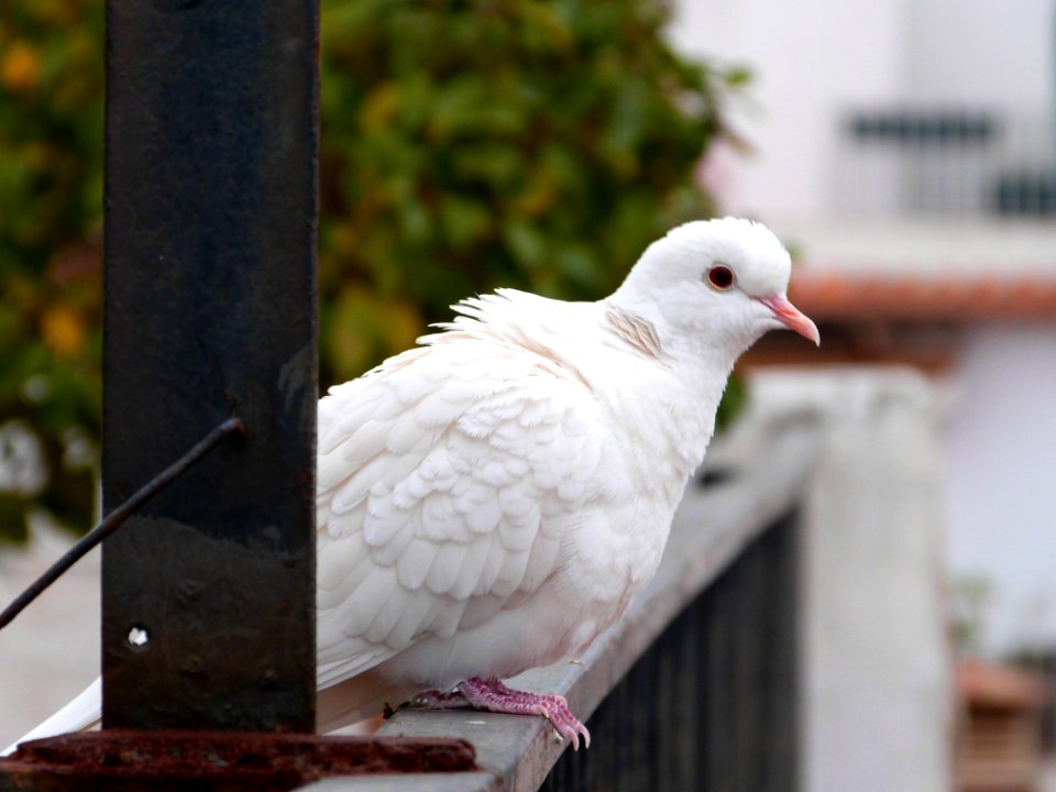 Little White Guest