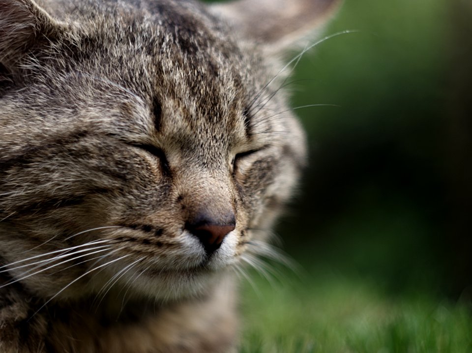 Head Cat Eye Felidae