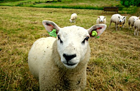 PUBLIC DOMAIN DEDICATION - Digionbew 9 19-06-16 - Sheep In The Meadow LOW RES DSC01228 photo