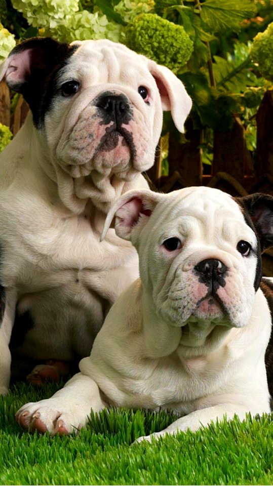 Cute Puppies  January 26 2016 At 0111PM