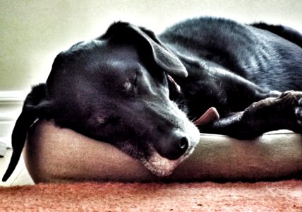 Dog Tired