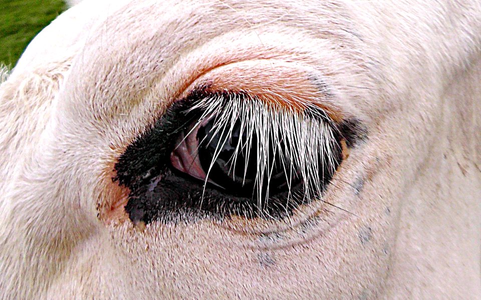 PUBLIC DOMAIN DEDICATION - Digionbew 8 June 12-06-16 Cow Eye LOW RES S1440370