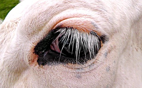 PUBLIC DOMAIN DEDICATION - Digionbew 8 June 12-06-16 Cow Eye LOW RES S1440370