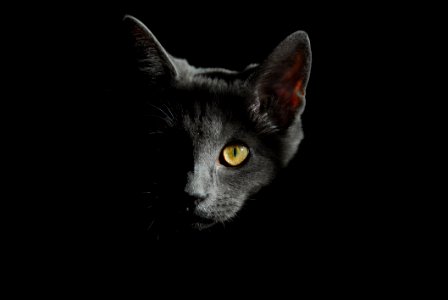 Black Cat photo