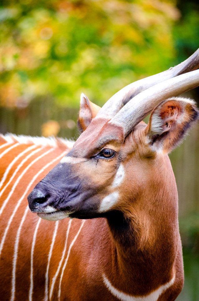 Bongo