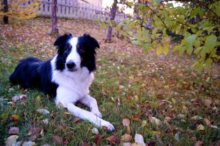 Border Collie Dog photo