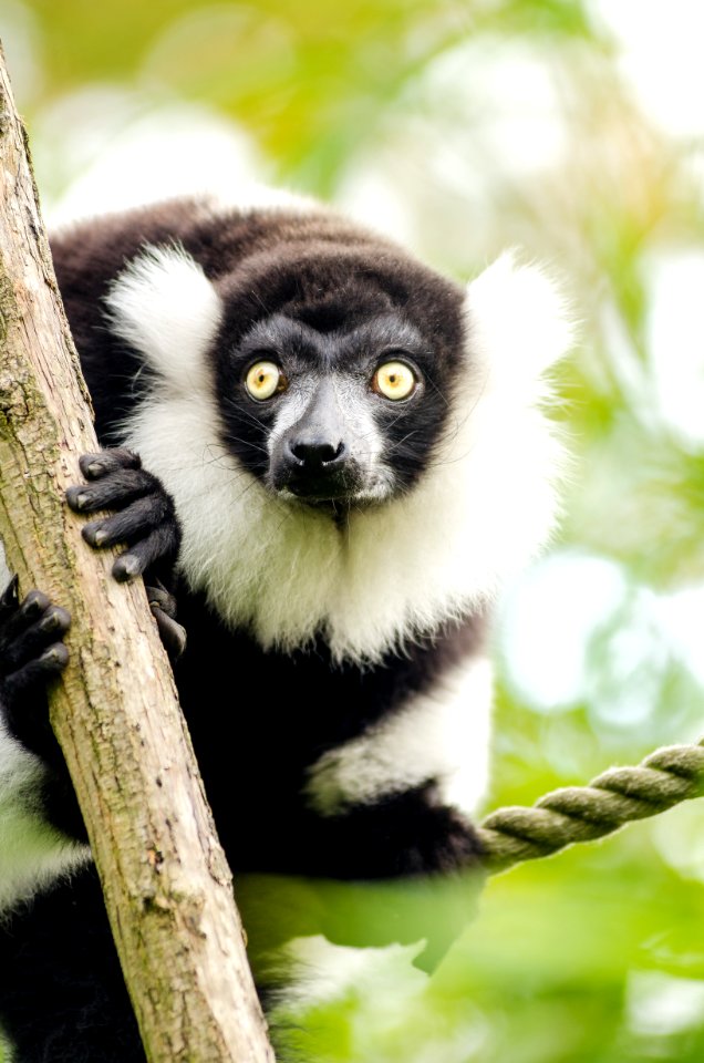 Black And White Ruffed Lemur
