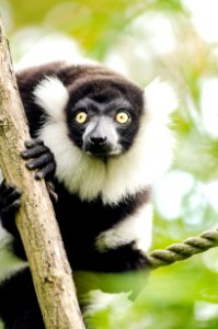 Black And White Ruffed Lemur