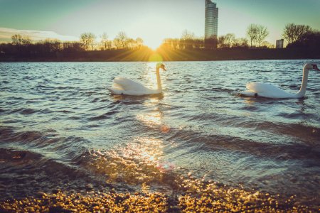 Swans On Lake At Sunrise