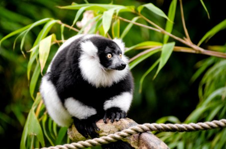 Black And White Ruffed Lemur