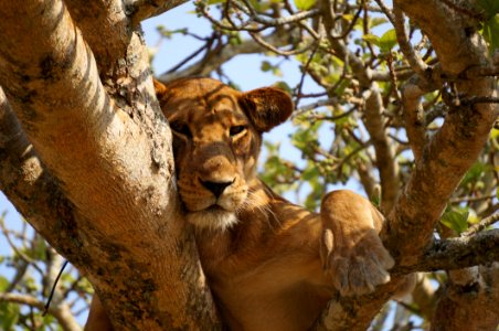 Lioness Resting In A Tree photo