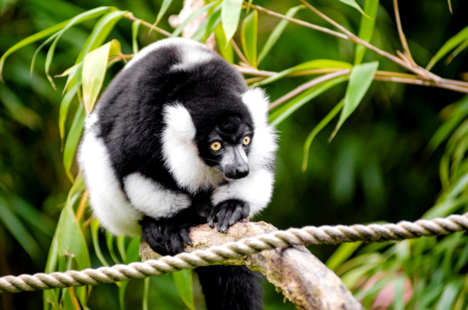 Black And White Ruffed Lemur