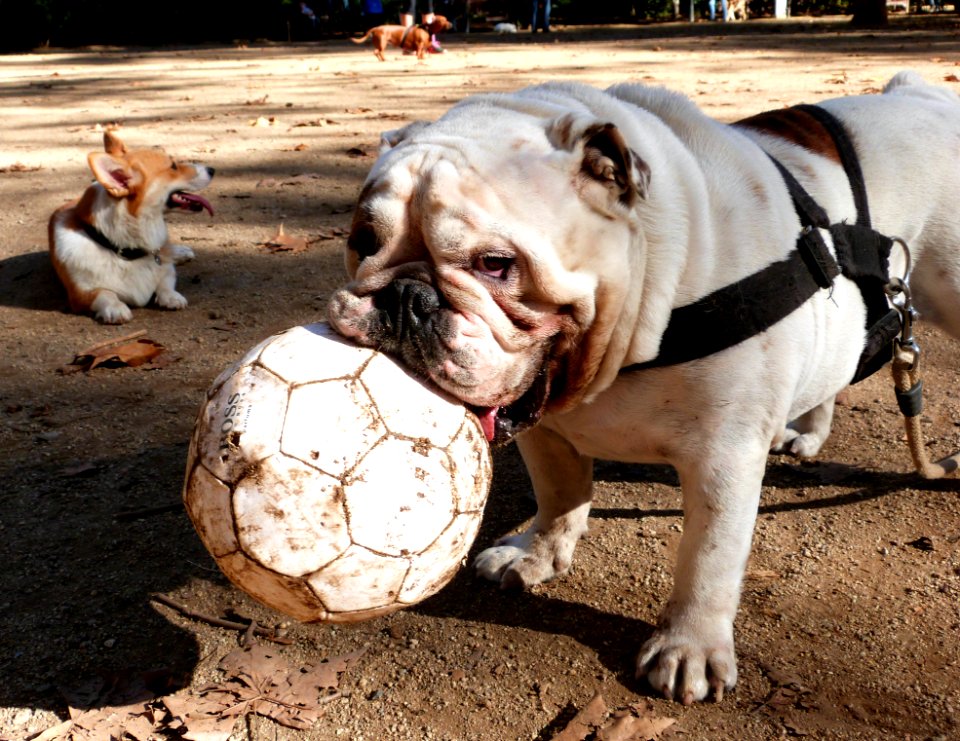 Dog Park Friend Titan