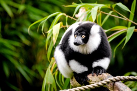 Black And White Ruffed Lemur