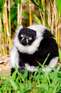 Black-and-white Ruffed Lemur