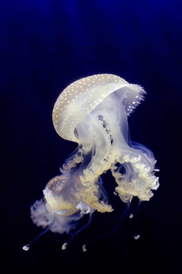 Phyllorhiza Punctata (Jellyfish)