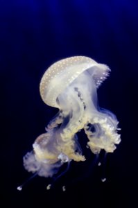 Phyllorhiza Punctata (Jellyfish)