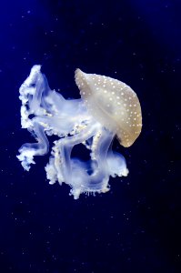 Phyllorhiza Punctata (Jellyfish)