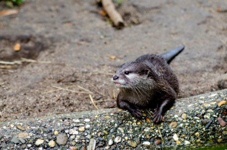 Oriental Small-clawed Otter
