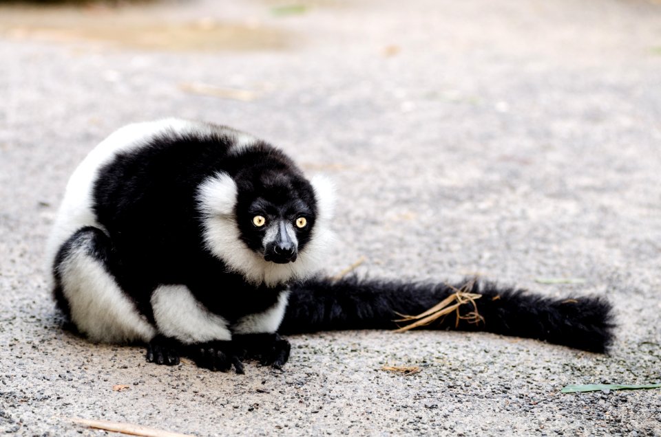 Black-and-white Ruffed Lemur