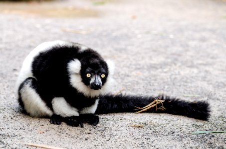 Black-and-white Ruffed Lemur