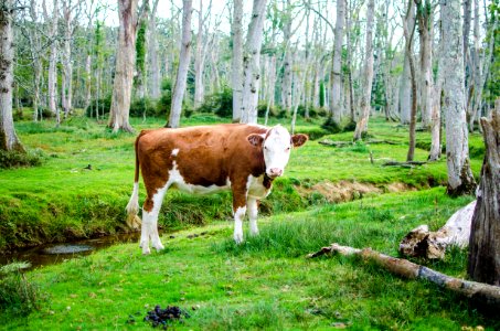 Brown And White Cow In A Green Pasture photo