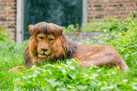 African Lion photo
